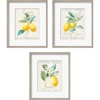 Framed 'Floursack Lemon 3 Piece Framed Art Print Set' border=