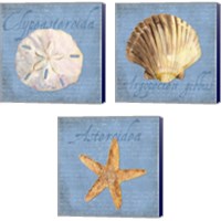 Framed 'Oceanum Shells Blue 3 Piece Canvas Print Set' border=