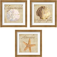 Framed 'Oceanum Shells Beige 3 Piece Framed Art Print Set' border=