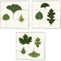 Framed 'Leaf Chart 3 Piece Canvas Print Set' border=