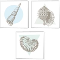 Framed 'Conchology Sketches 3 Piece Canvas Print Set' border=