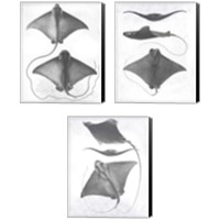 Framed 'Grey-Scale Stingrays 3 Piece Canvas Print Set' border=