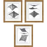 Framed 'Grey-Scale Stingrays 3 Piece Framed Art Print Set' border=