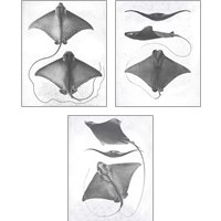 Framed 'Grey-Scale Stingrays 3 Piece Art Print Set' border=