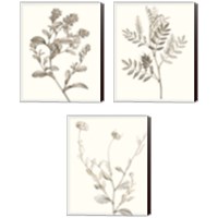 Framed 'Neutral Botanical Study 3 Piece Canvas Print Set' border=