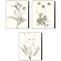 Framed 'Neutral Botanical Study 3 Piece Canvas Print Set' border=
