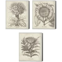 Framed 'Fresco Artichoke 3 Piece Canvas Print Set' border=