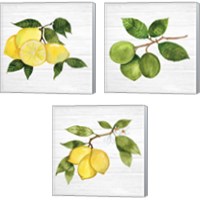 Framed 'Citrus Garden Shiplap 3 Piece Canvas Print Set' border=
