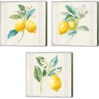 Framed 'Floursack Lemons Sq Navy 3 Piece Canvas Print Set' border=