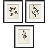 Framed 'Botanical Study 3 Piece Framed Art Print Set' border=