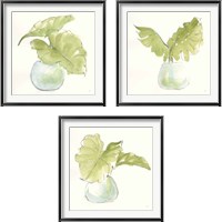 Framed 'Plant Big Leaf 3 Piece Framed Art Print Set' border=