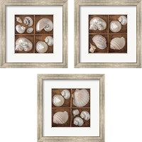 Framed 'Seashells Treasures 3 Piece Framed Art Print Set' border=