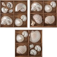 Framed 'Seashells Treasures 3 Piece Art Print Set' border=