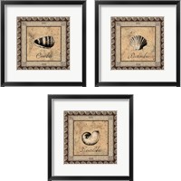 Framed 'Shell Works 3 Piece Framed Art Print Set' border=