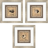 Framed 'Shell Works 3 Piece Framed Art Print Set' border=