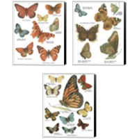 Framed 'Botanical Butterflies Postcard White 3 Piece Canvas Print Set' border=