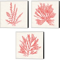 Framed 'Pacific Sea Mosses Coral 3 Piece Canvas Print Set' border=