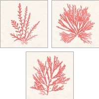 Framed 'Pacific Sea Mosses Coral 3 Piece Art Print Set' border=