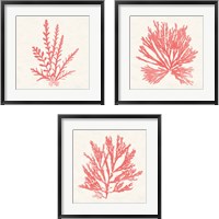 Framed Pacific Sea Mosses Coral 3 Piece Framed Art Print Set