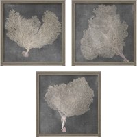 Framed 'Natural Sea Fan 3 Piece Framed Art Print Set' border=