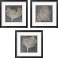 Framed 'Natural Sea Fan 3 Piece Framed Art Print Set' border=