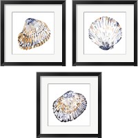 Framed 'Simple Shells 3 Piece Framed Art Print Set' border=