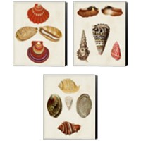 Framed 'Knorr Shells 3 Piece Canvas Print Set' border=