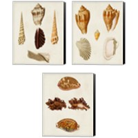 Framed 'Knorr Shells 3 Piece Canvas Print Set' border=