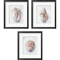 Framed 'White Shell Study 3 Piece Framed Art Print Set' border=