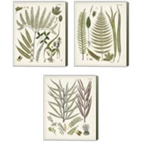 Framed 'Fanciful Ferns 3 Piece Canvas Print Set' border=