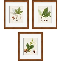 Framed 'Antique Tree Study 3 Piece Framed Art Print Set' border=