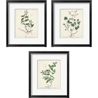 Framed 'Antique Herbs 3 Piece Framed Art Print Set' border=