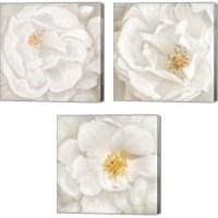 Framed 'Neutral Rose 3 Piece Canvas Print Set' border=