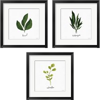 Framed 'Herbs 3 Piece Framed Art Print Set' border=