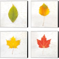 Framed 'Autumn Colors 4 Piece Canvas Print Set' border=