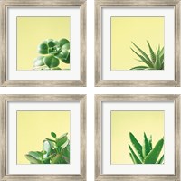 Framed 'Succulent Simplicity 4 Piece Framed Art Print Set' border=