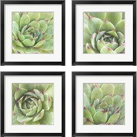 Framed Garden Succulents 4 Piece Framed Art Print Set