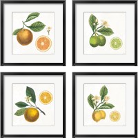 Framed 'Classic Citrus 4 Piece Framed Art Print Set' border=