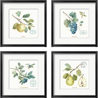 Framed 'My Greenhouse Fruit 4 Piece Framed Art Print Set' border=