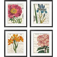 Framed 'Floral Botany 4 Piece Framed Art Print Set' border=