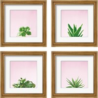 Framed 'Succulent Simplicity on Pink 4 Piece Framed Art Print Set' border=