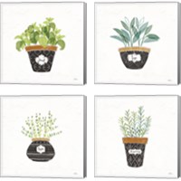 Framed 'Fine Herbs  4 Piece Canvas Print Set' border=