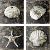 Framed 'Marble Shell  4 Piece Art Print Set' border=