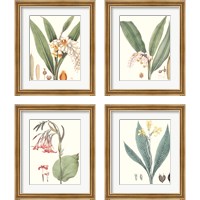 Framed 'Soft Tropical  4 Piece Framed Art Print Set' border=