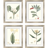 Framed 'Soft Tropical  4 Piece Framed Art Print Set' border=