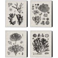 Framed 'Coral Specimen 4 Piece Canvas Print Set' border=