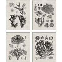 Framed 'Coral Specimen 4 Piece Art Print Set' border=