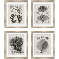 Framed 'Coral Specimen 4 Piece Framed Art Print Set' border=