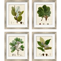 Framed 'Verdant Foliage 4 Piece Framed Art Print Set' border=