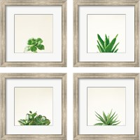 Framed 'Succulent Simplicity 4 Piece Framed Art Print Set' border=